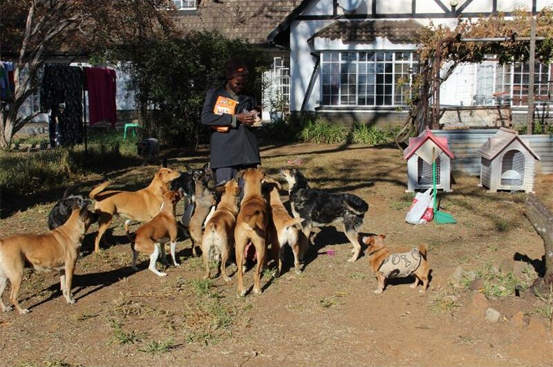 With a dedicated team, a new shelter, and big dreams for education and outreach, Uzwela Animal Rescue has created a haven where animals come first.