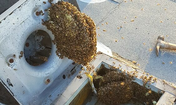 Residents in Glenvista and Mulbarton raise concerns as beehives in utility areas lead to leaks, access issues, and rising safety risks.