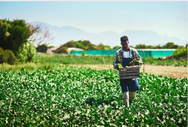 Transforming South Africa’s agricultural sector through an inclusive strategy