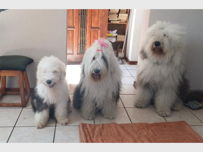 Yo Yo travelled for days to reach South Africa and is now happily playing with her new canine family.