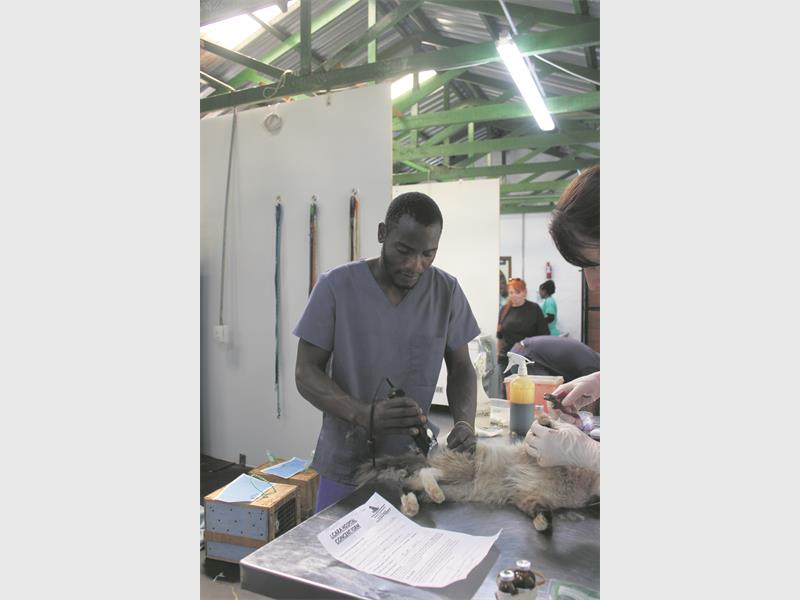 Volunteers need funds and a trailer to rescue nearly 100 animals from harsh conditions and combat rising cruelty in Johannesburg south.