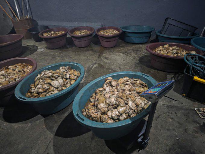The DPCI (Hawks) are currently on the scene at an illegal abalone processing plant, with six arrested and operations are ongoing.