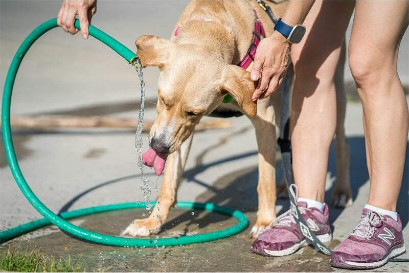 Johannesburg SPCA highlights the dangers of heatstroke in pets, offering practical advice on reducing heat-related risks and explaining why some dogs cope better with heat than others.