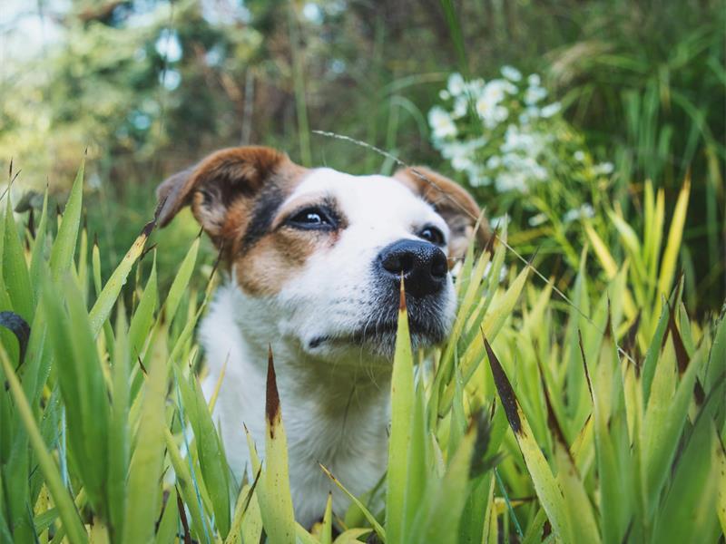 From popular houseplants to backyard favourites, the JSPCA highlights the risks certain plants pose to pets and shares life-saving advice for owners.