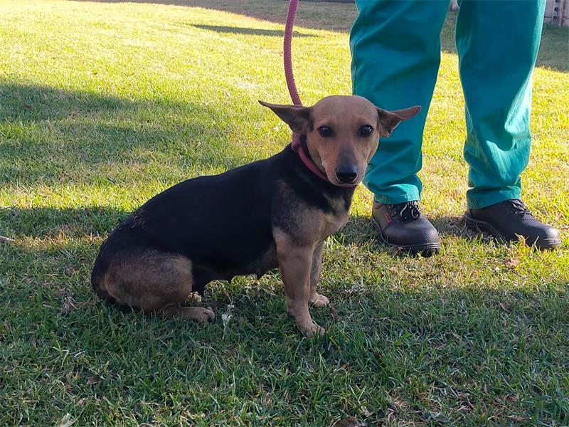 Visit AACL-JHB to meet these lovable animals and discover the joy of adoption.