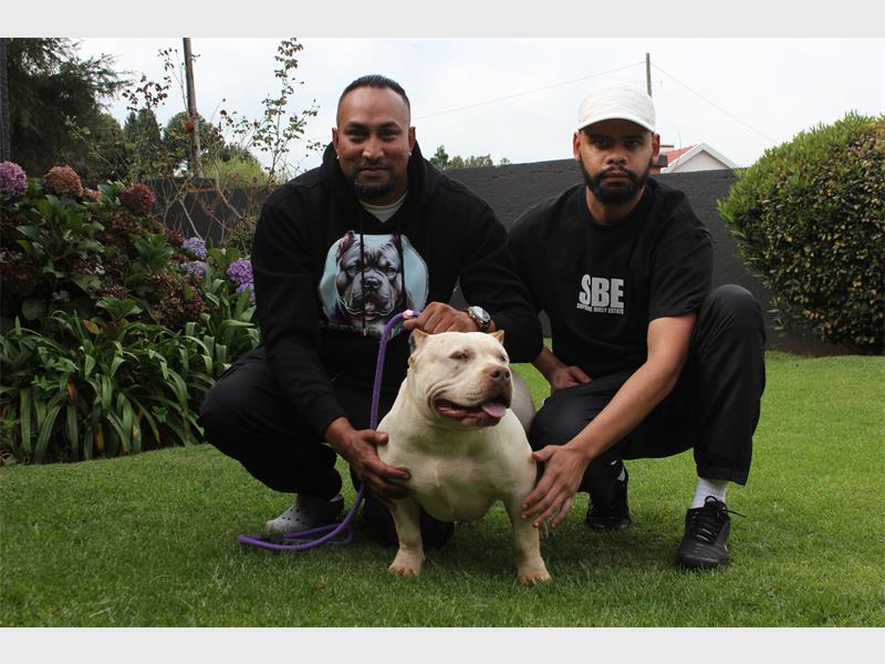 Seven-month-old American Bully dominates show ring, earning Best in Show, Best Puppy and Best Handler honours
