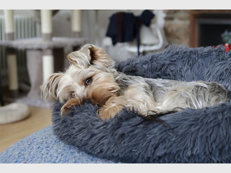 In honour of Mandela Day, the JSPCA is asking the community to contribute to its renovation project to create a calmer, more enriching environment for shelter animals.