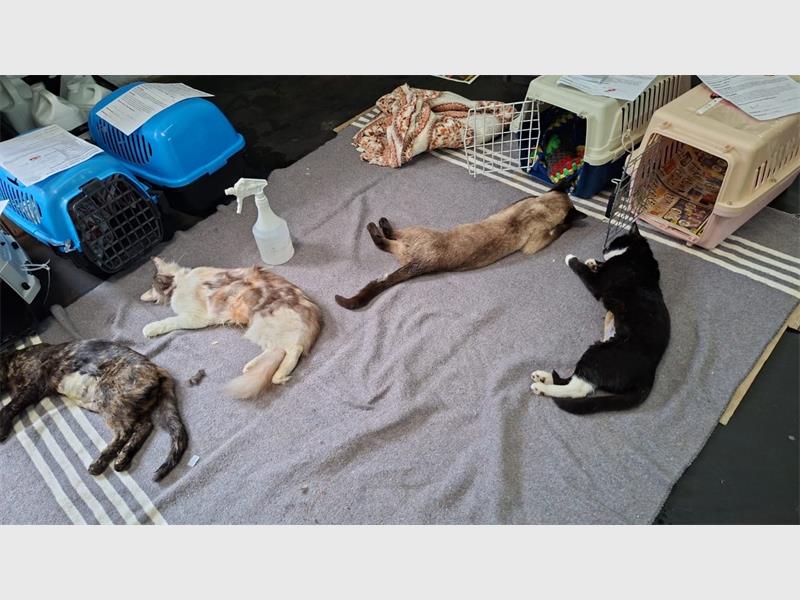 The rescue organisation assists around 450 cats and dogs every month and warns that vital feeding and sterilisation programmes could be scaled back without community support.
