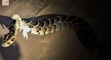 puff adder