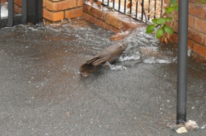 Water is gushing down the driveway.