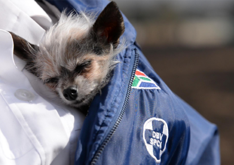 Residents are encouraged to report abuse or neglect immediately, with JSPCA inspectors available 24/7 to respond to cases.