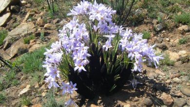 bobbejaanstert_72503