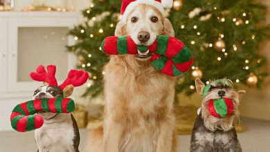 gettyimages-sb10069988n-001-612x612