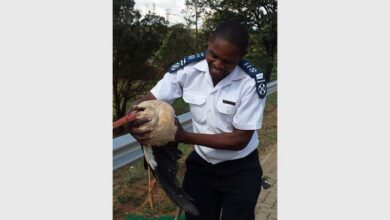 49438636_22055499561_93752