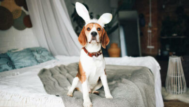 A beagle dog is sitting on the bed with cute bunny ears. Easter bunny. A pet.