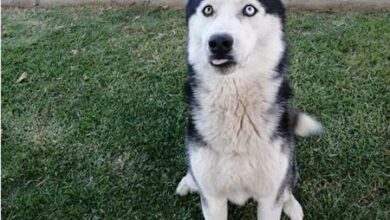 WhatsAppImage2021_46556