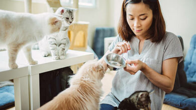 Pretty young lady feeding cats and kittens at home joyfully