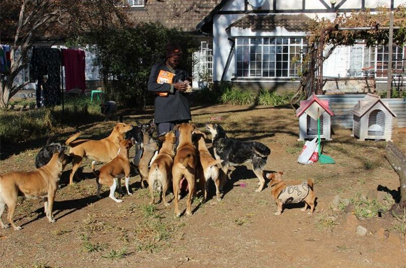With a dedicated team, a new shelter, and big dreams for education and outreach, Uzwela Animal Rescue has created a haven where animals come first.