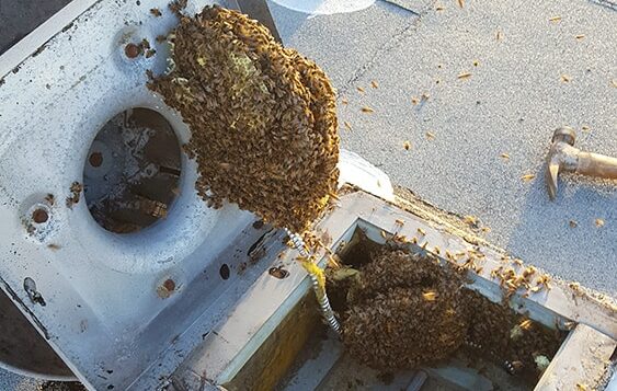 A stinging issue: Learn how to safely co-exist with bees in your neighbourhood.