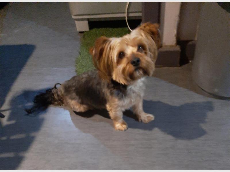 The family is calling for urgent action while authorities investigate the deadly dog attack that occurred outside their home.