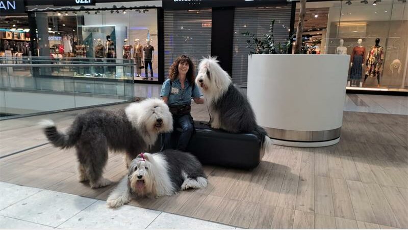 From her early days as a puppy to becoming a much-loved companion and working dog, Yola touched thousands with her gentle nature.