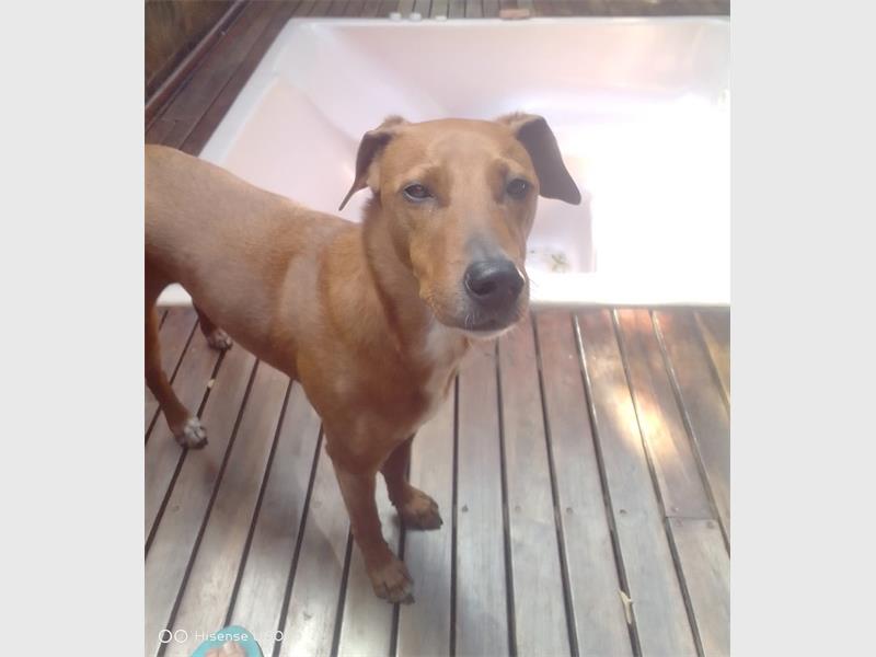 Martin van der Bijl begs for the community’s help to find his missing dogs, Axel and Zahara.