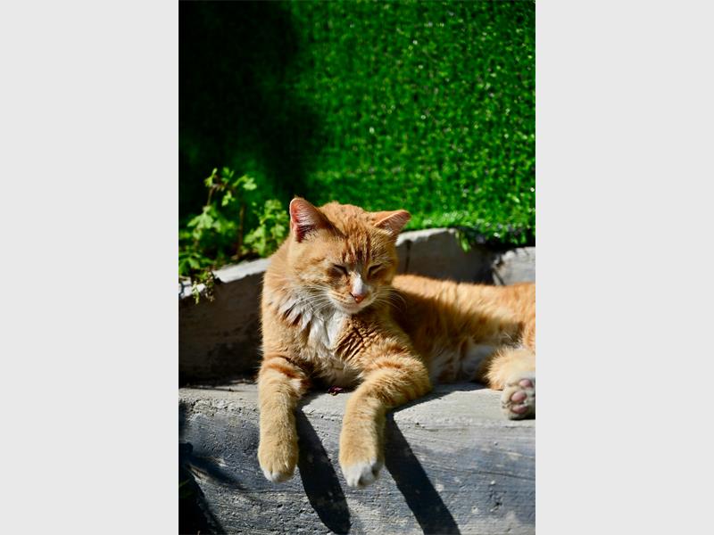 Ensure your pets are safe in the summer heat