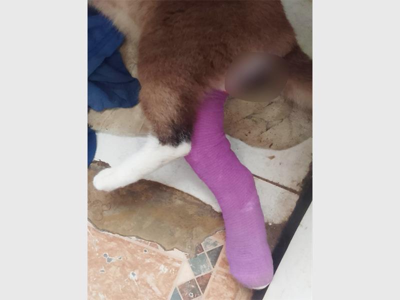 Damien Sykes believes his cat died from neglect and an untreated infection.