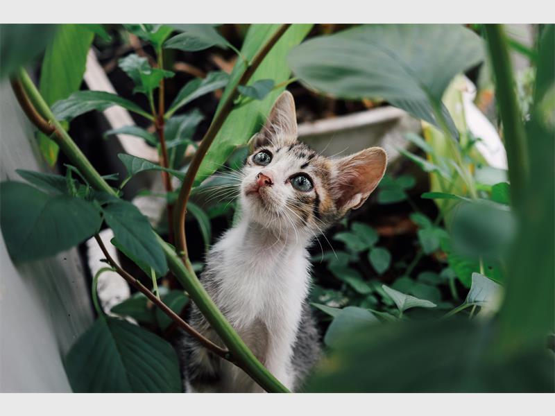 From popular houseplants to backyard favourites, the JSPCA highlights the risks certain plants pose to pets and shares life-saving advice for owners.