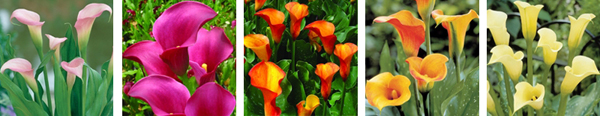 arum lilies 2
