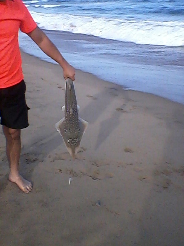 Johan Putter’s catch of the week at Doonside Beach on Tuesday,  1 January.