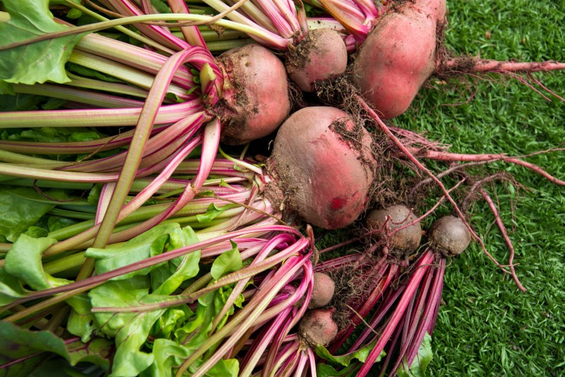 Beet roots