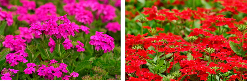verbena combined 2