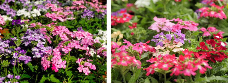 verbena combined1