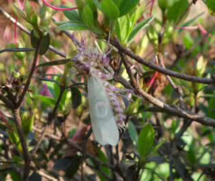 ...taking on the pink colour of the Azaelia bush...