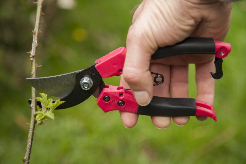 Close up pruning of brambles with secateurs