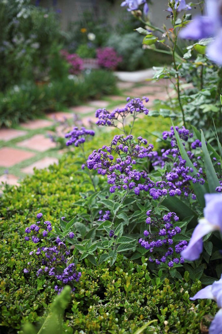 EC-heliotrope (Medium)