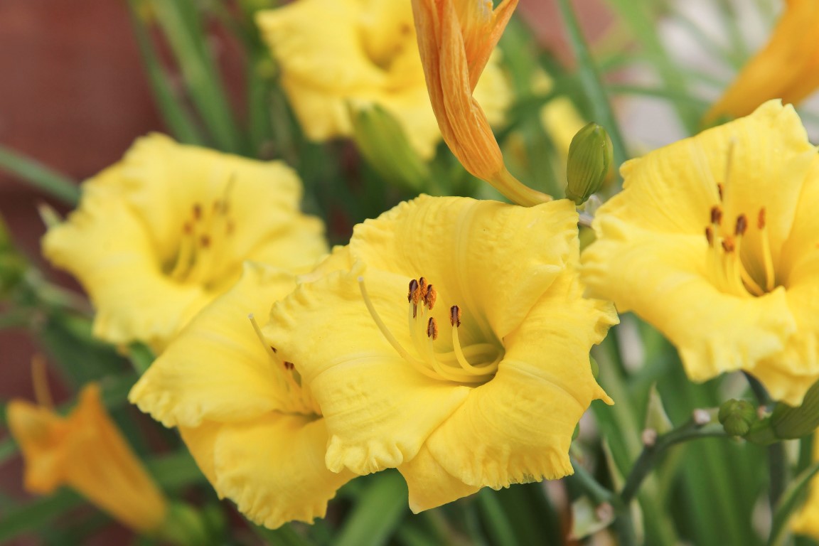 Gauteng-daylillies (Medium)
