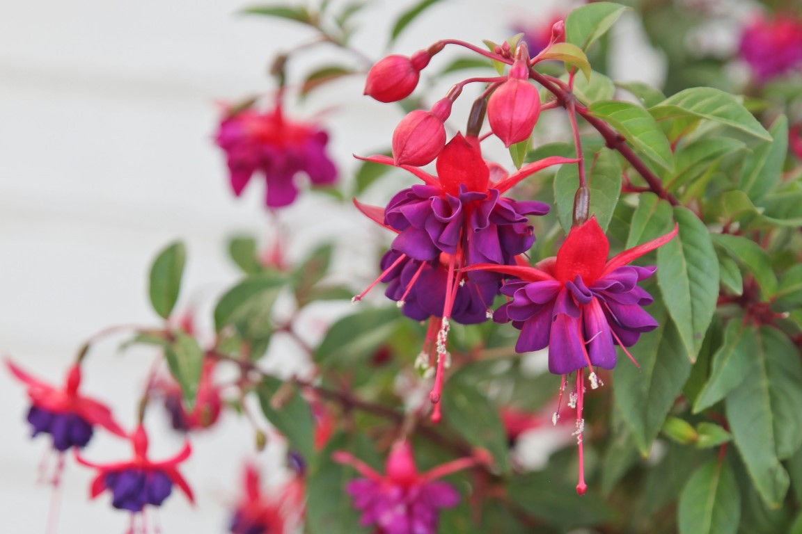 KZN-fuschias (Medium)