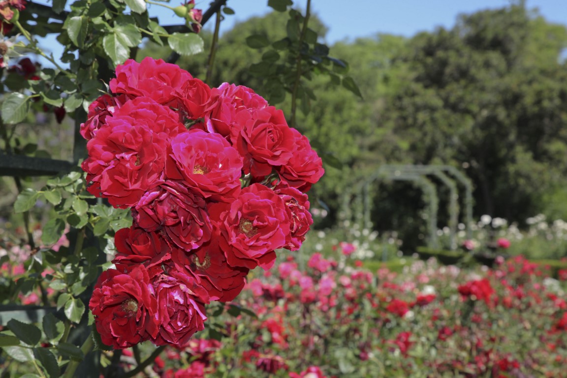 MP-roses (Medium)