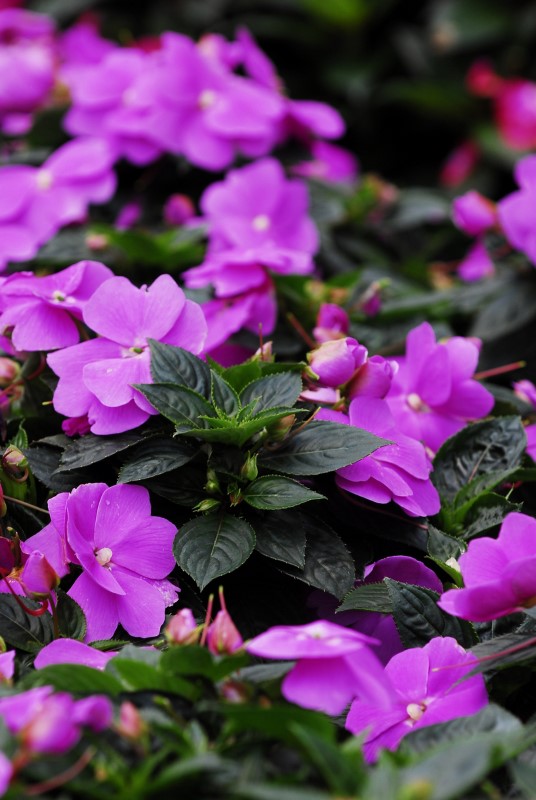 New_Guinea_Impatiens1 (Custom)