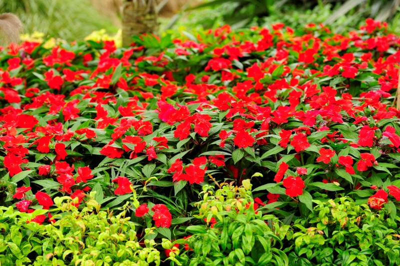 New_Guinea_Impatiens6 (Custom)