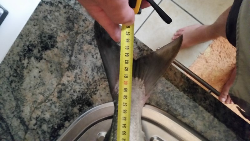 shad size