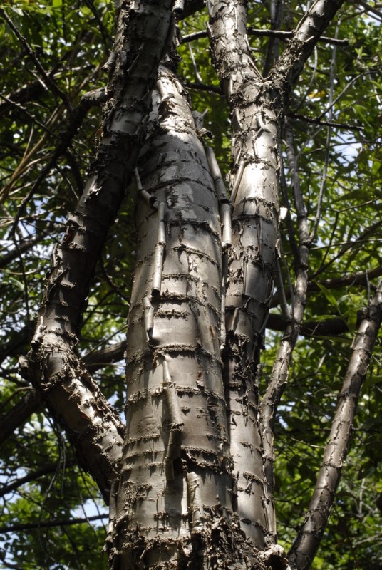 Step1 - Heteromorpha arborescens Parsely tree