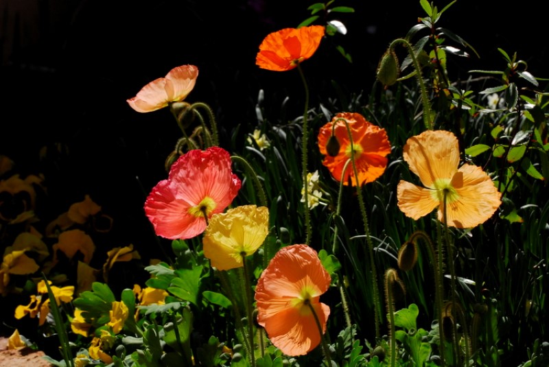Iceland Poppy