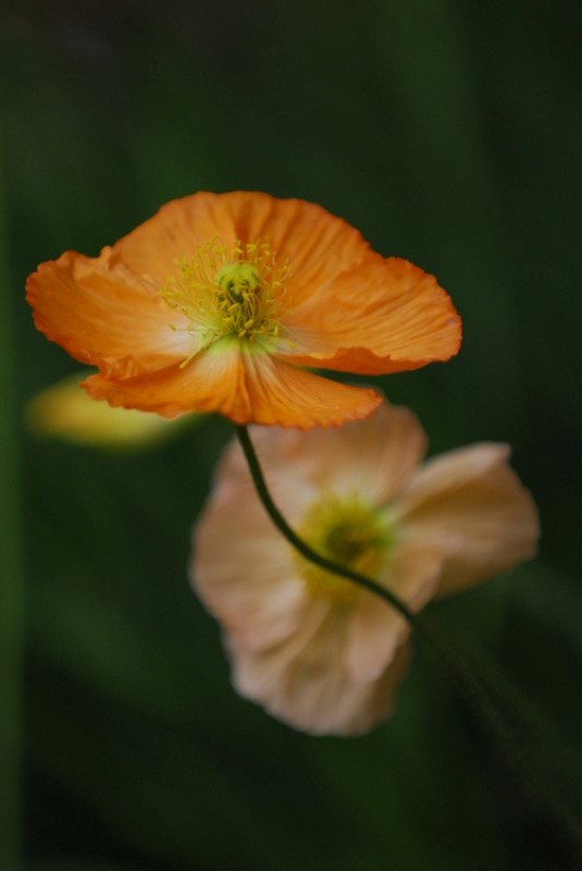 Iceland Poppy