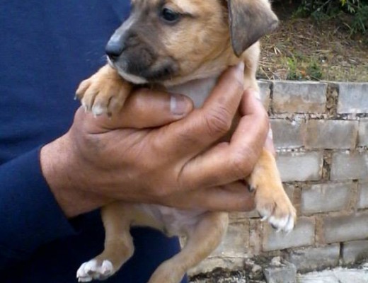 A puppy looking for a new home is up for adoption from 4 Paws and a Tale Rescue.