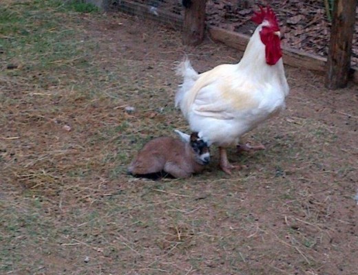 Lilo with the chicken she has adopted as her mother.
