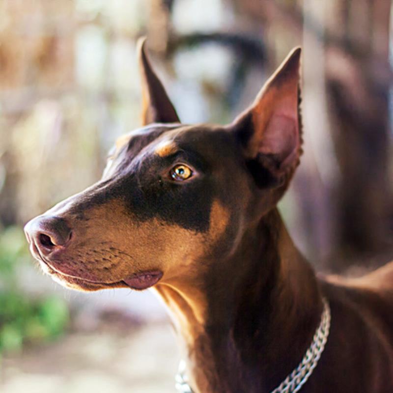 doberman_Small