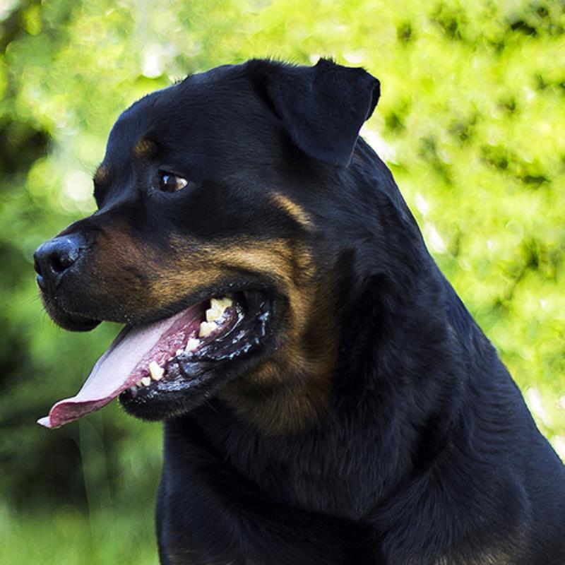 rottweiler_Small